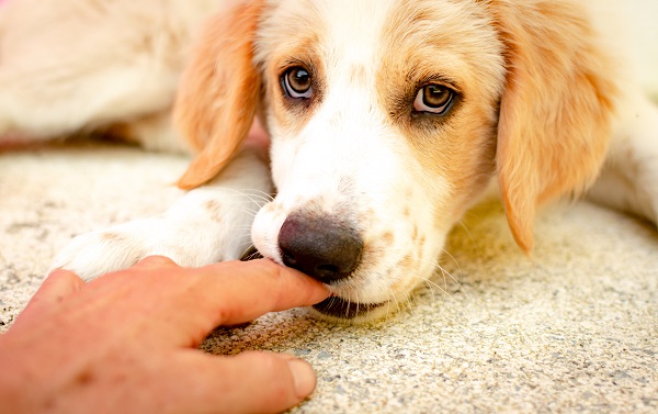 Como fazer o cachorro parar de morder?