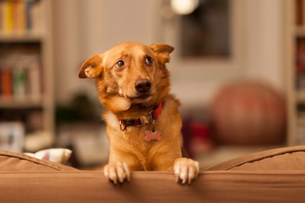 Como tirar cheiro de xixi de cachorro