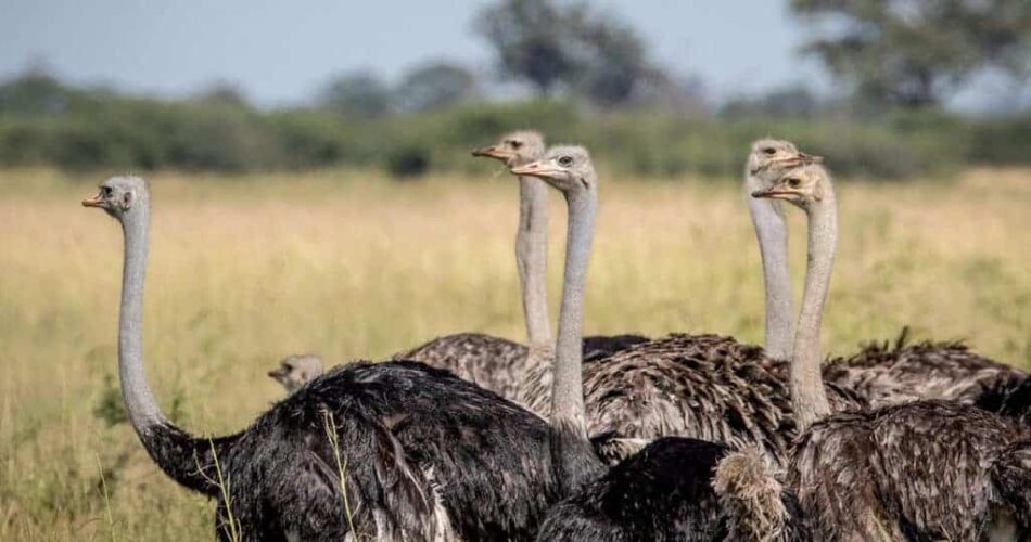 Diferença entre ema e avestruz: você sabe diferenciá-las? Entenda!