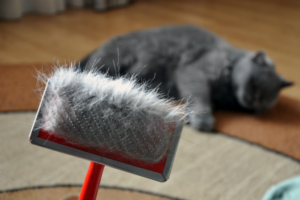 Gatos perdendo pelos