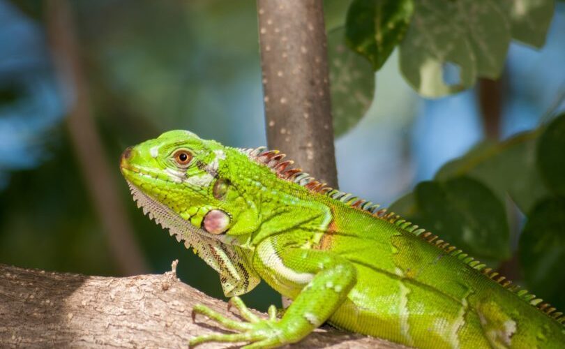 Animais de estimação exóticos