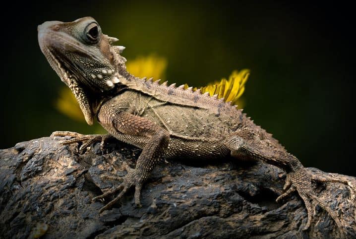 Lagarto troca de pele? Será que isso realmente acontece?