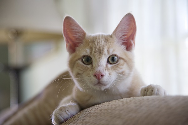 Monitoramento genético pode diminuir o aparecimento de doenças em felinos, revela estudo