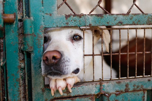 Petshops, clínicas e hospitais veterinários devem denunciar maus tratos