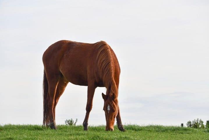 O que cavalo come? Descubra aqui