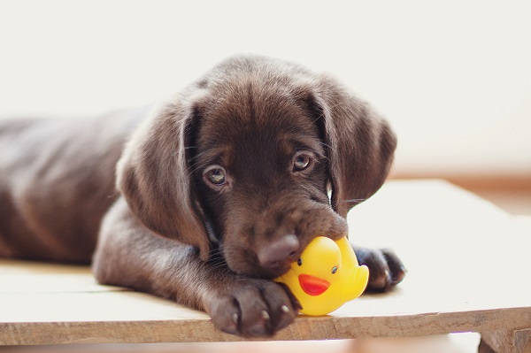 Por que cães gostam de brinquedos barulhentos?