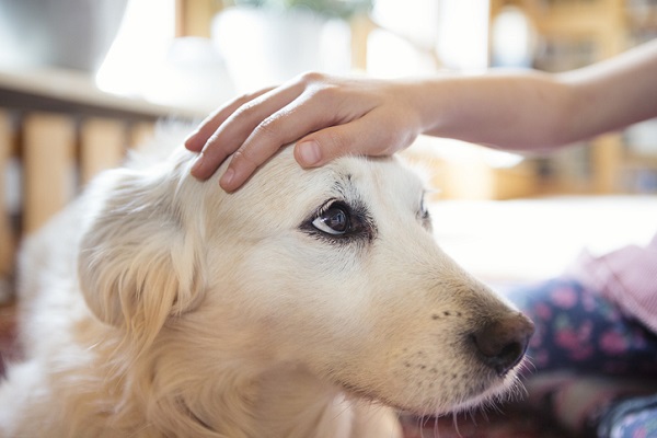 Porque os cães gostam tanto de carinho?