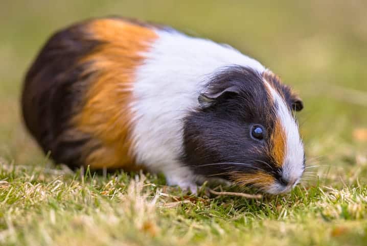 Porquinho-da-índia pode comer grama? Descubra aqui