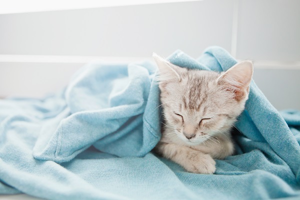 Quatro dicas para proteger seu gato do frio