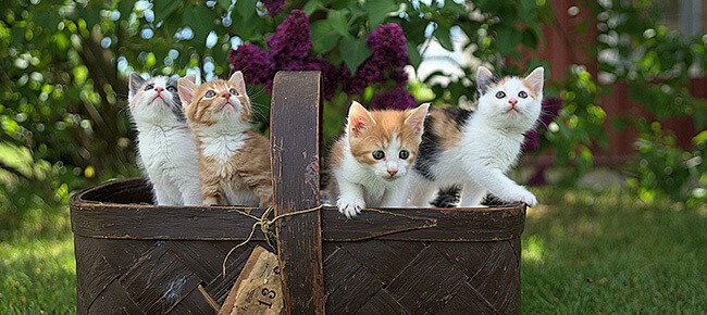 Quiz – Você sabe a origem dessas raças de gatos?