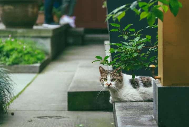 Quiz – Você sabe de quais plantas os gatos não gostam?