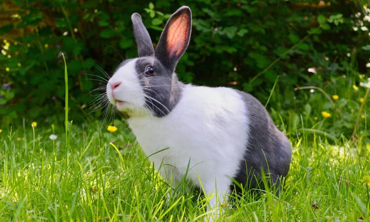 Reprodução dos coelhos: o que você precisa saber ao adotar um