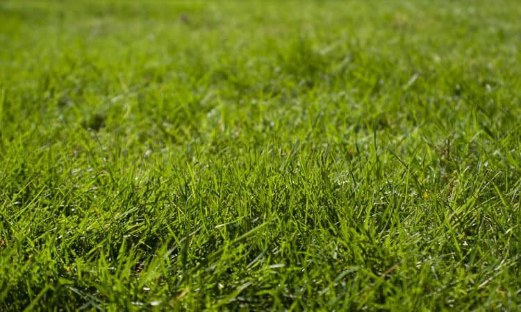 Aprenda como plantar grama e como cultivá-la
