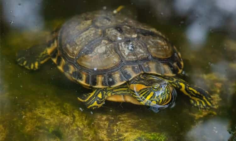 Aquário para tartaruga-tigre-d’água: acessórios indispensáveis e outras dicas