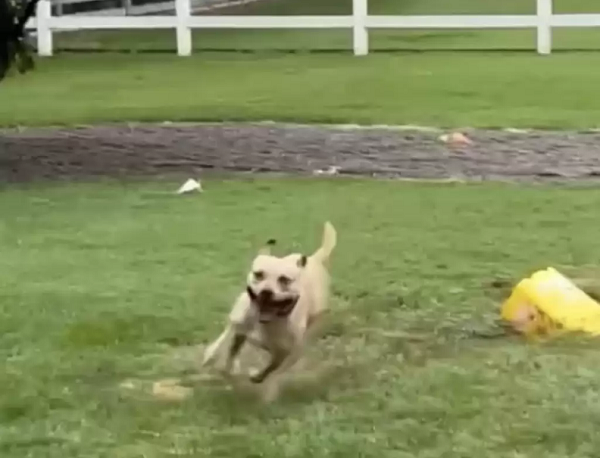 Cachorro brinca na chuva após quase 6 meses em abrigo