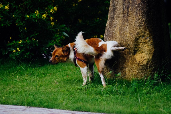 Cadela levantando a pata para fazer xixi