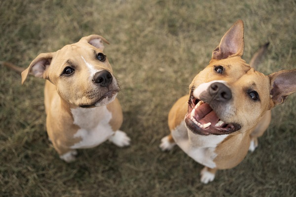 Caixa de brinquedos para cachorro é necessário?