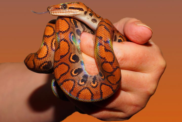 Cobra é vertebrado ou invertebrado? Descubra já!