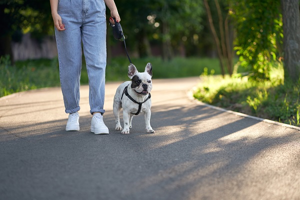 Como adaptar um cão a frequentar locais pet friendly