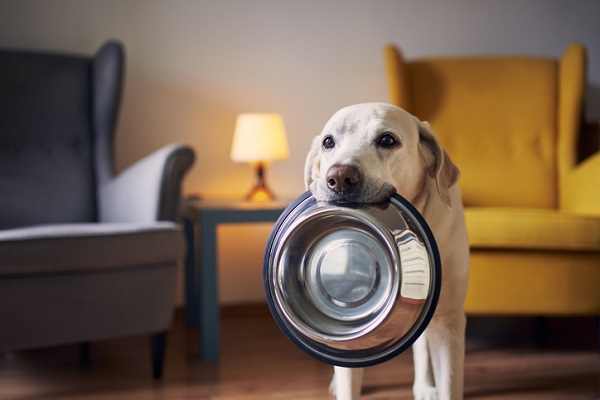 Como alimentar um cachorro com doença do carrapato?