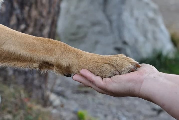 Pata de cachorro: conheça os principais problemas