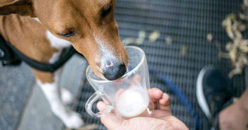 Como ocorreu a domesticação de animais? Descubra um pouco da história dos pets!