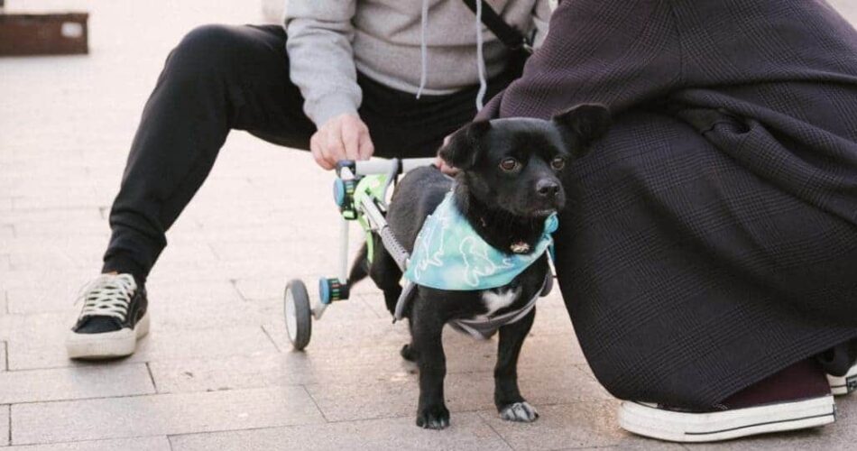 Cuidados especiais de animais com deficiência