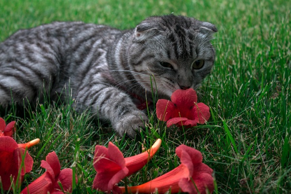 Flores perigosas para os gatos