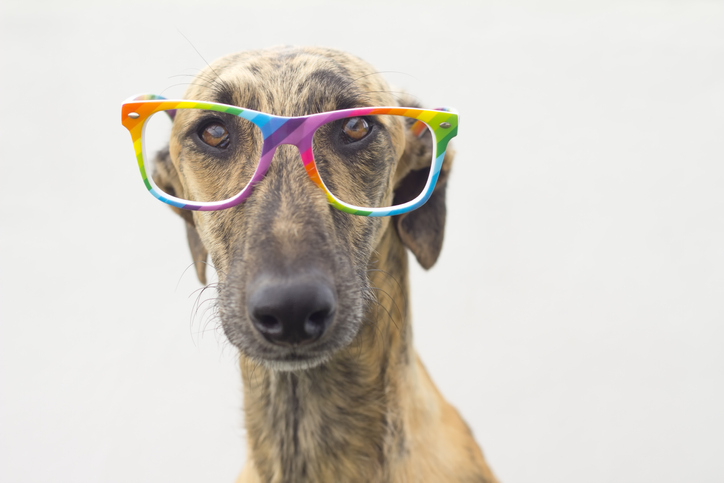 Não use lacinho, gravata, óculos e outros acessórios no seu cachorro