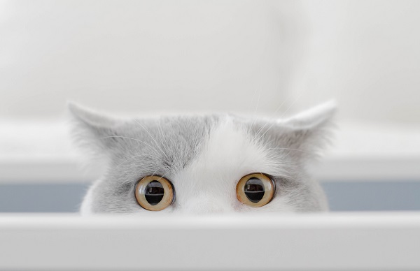 O que os olhos e as pupilas do seu gato podem dizer