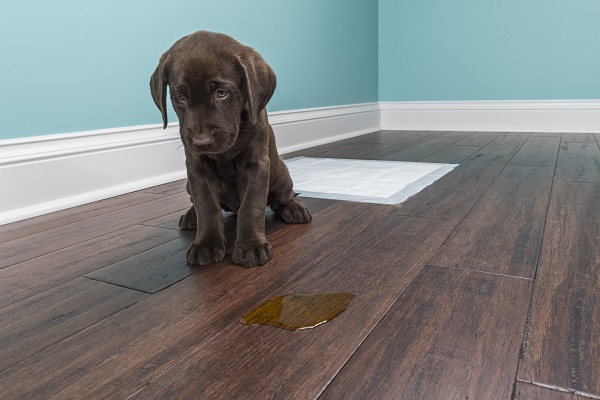O que passar no chão para o cachorro não urinar?