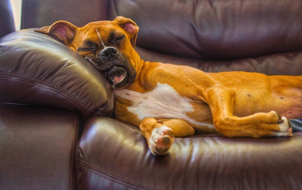 Quantas horas por dia é normal o cachorro dormir?