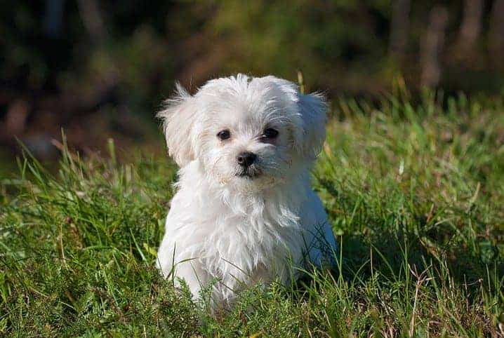 Quanto tempo um cachorro vive? Descubra aqui