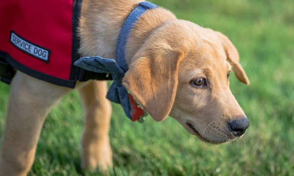 Cão de assistência: muito além do cão-guia