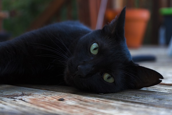3 motivos para adotar um gato preto