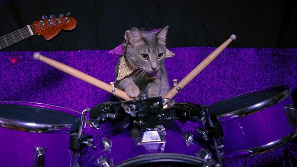 4 documentários sobre gatos disponíveis na Netflix