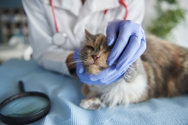 5 dicas de como prevenir a leishmaniose em gatos