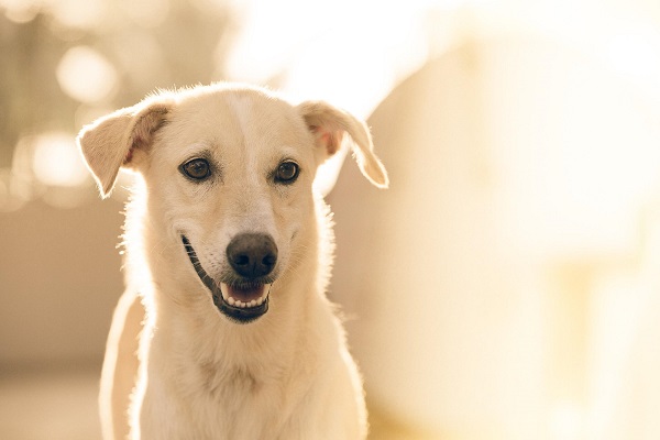 A importância da nutrição na vida de cães com sensibilidades