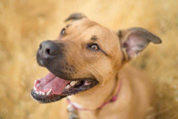 Afinal, cachorro sorri? Como saber se isso acontece mesmo?