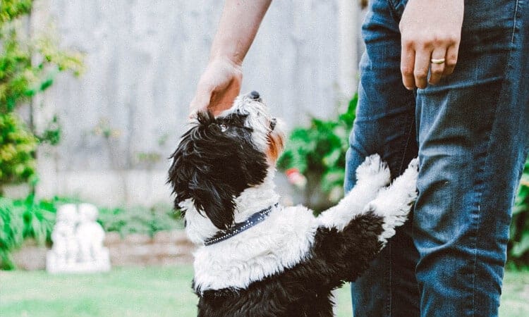 Cachorro desobediente: conheça 6 dicas que vão ajudar a educar seu peludo