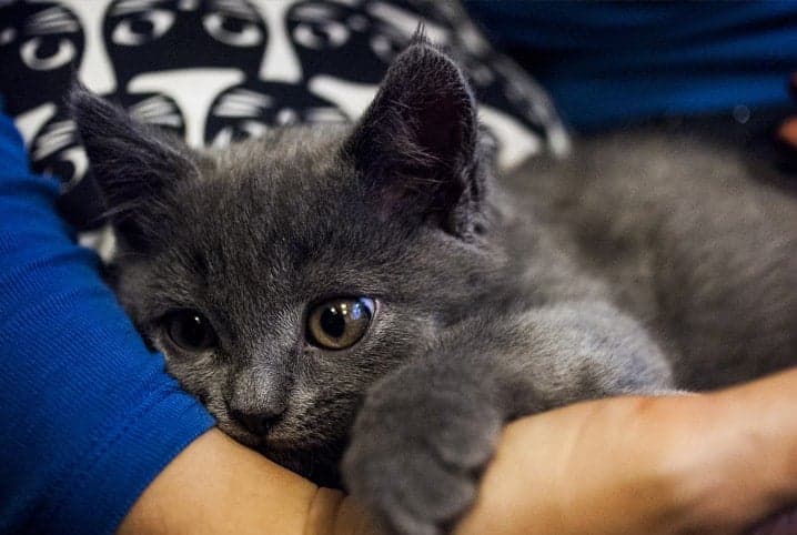 Como acalmar gato com medo de fogos? Veja as dicas!