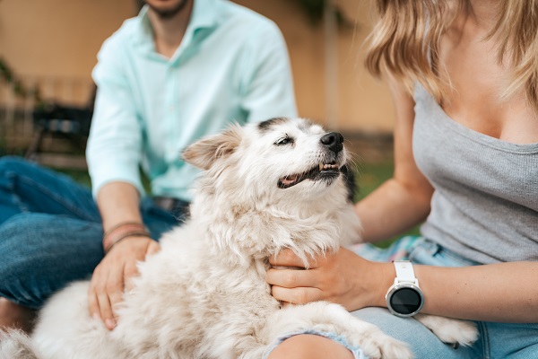 Como manter a mente de um cachorro idoso saudável