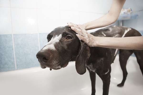 Como preparar uma rotina de skin care pet para cães e gatos