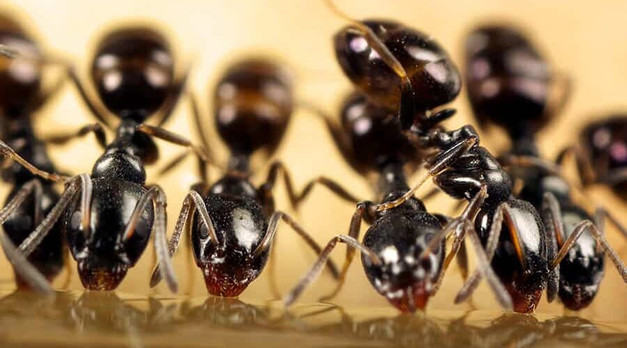Saiba como acabar com formigas nas plantas