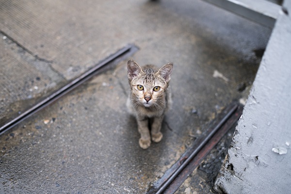 Gatos abandonados: 6 dicas de como ajudar os pets