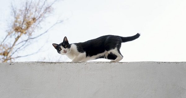 Gatos são “espécie invasiva alienígena”, segundo Instituto