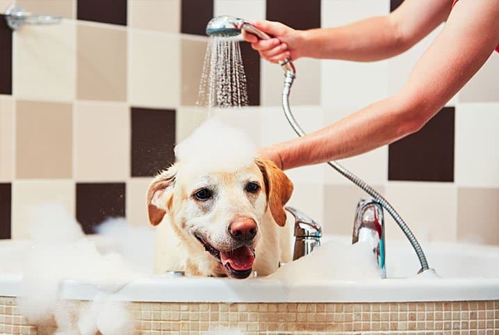 Hoje, você vai aprender como dar banho em cachorro grande!