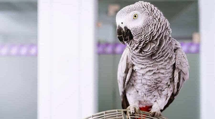Papagaio-do-congo: conheça as características e os cuidados dessa ave