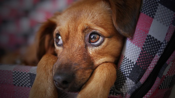 Primeiro caso de cachorro com varíola dos macacos é registrado no Brasil