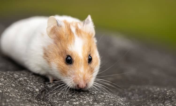 Qual hamster é mais manso? Conheça as principais espécies